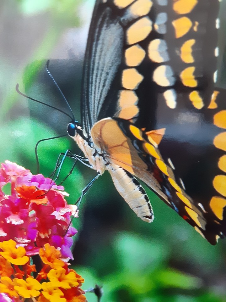 swallowtail