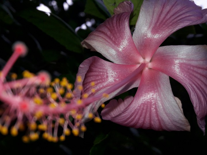 hibicus