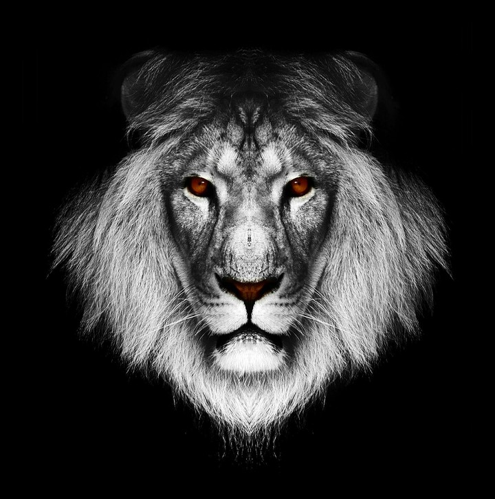 лев