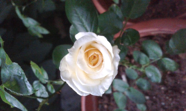 Rose