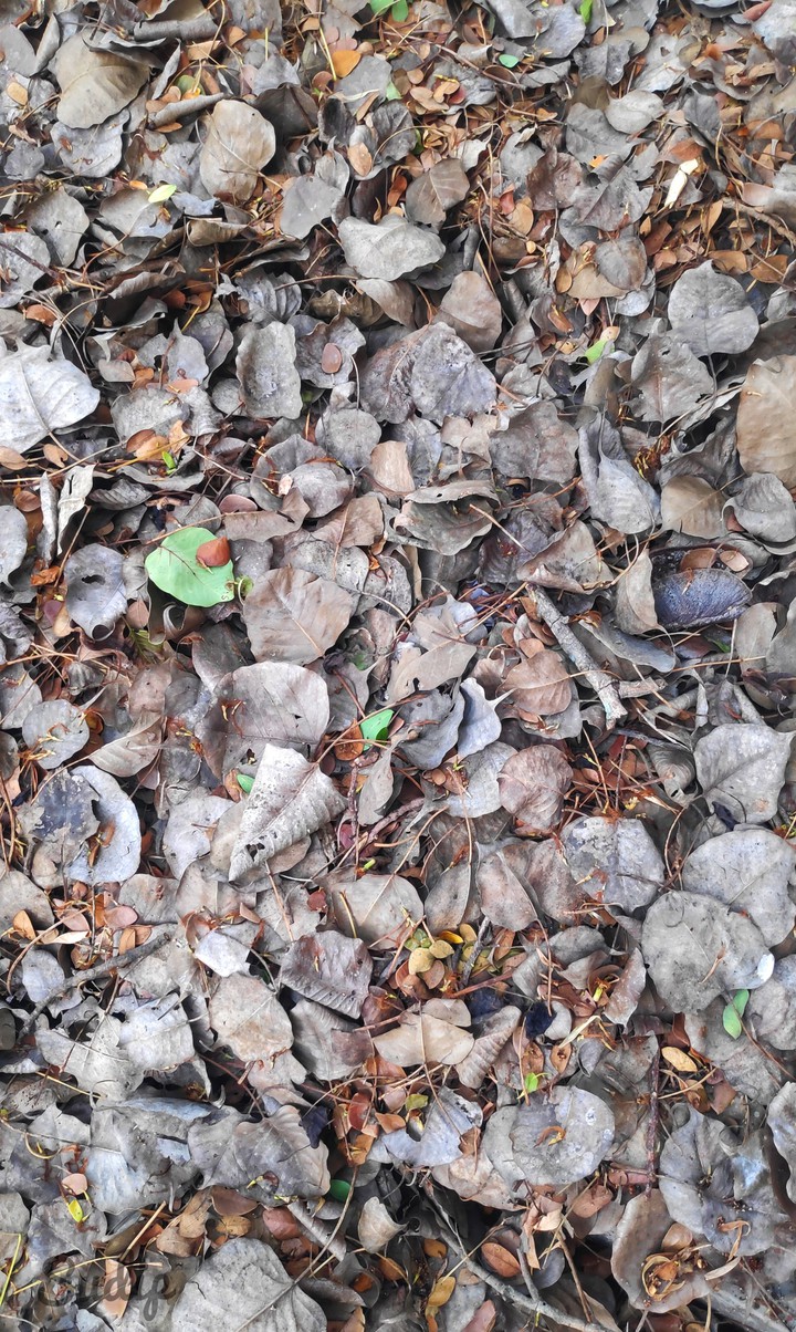 Fallen leaves