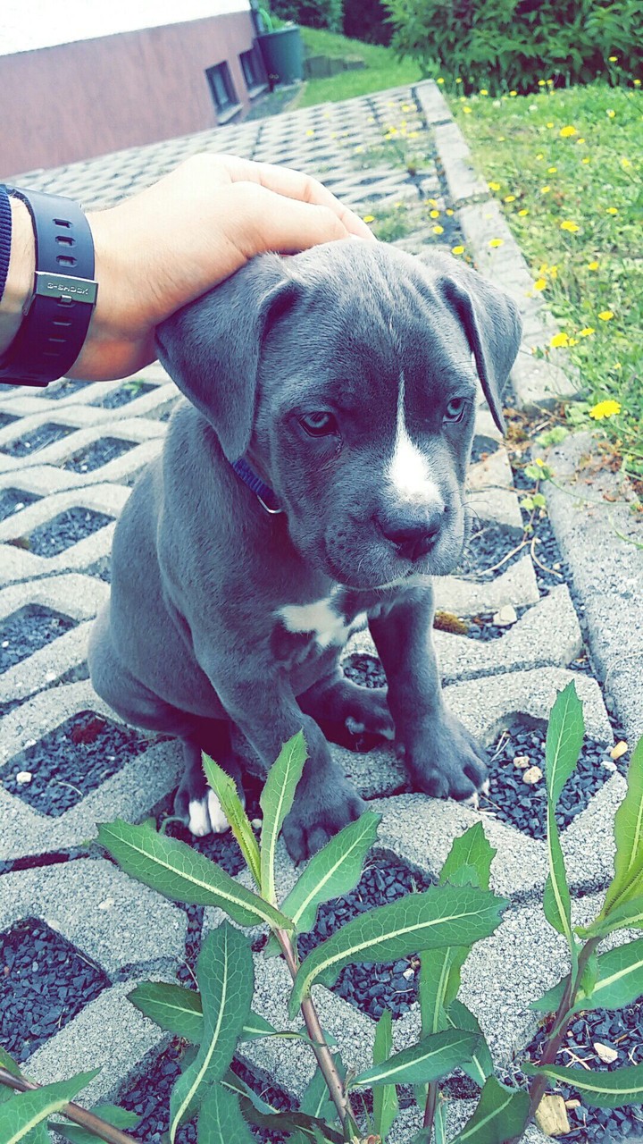 buddy