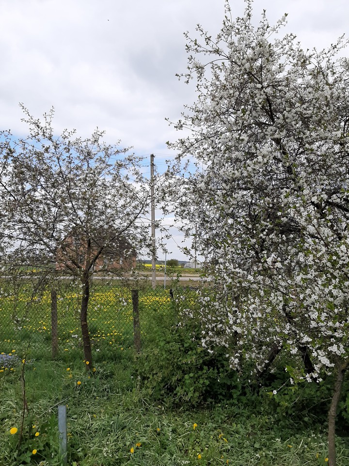 Blossom