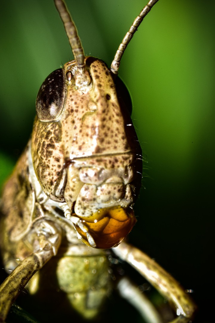 macro