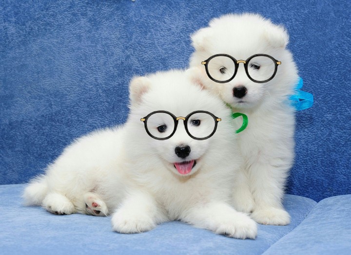 puppies