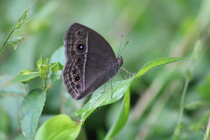 grey colour butterfly