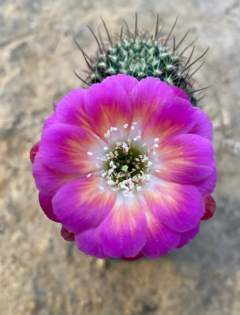 Cactus, pink壁纸