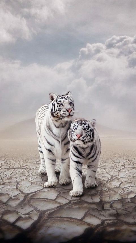 tiger, wildlife achtergronden