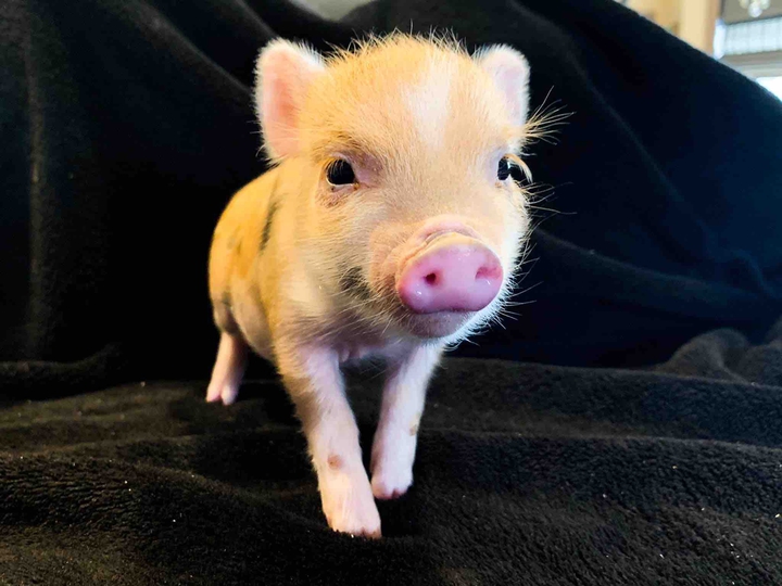 piglet