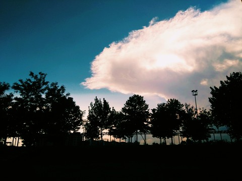 phenomenon, tree Hintergrundbilder