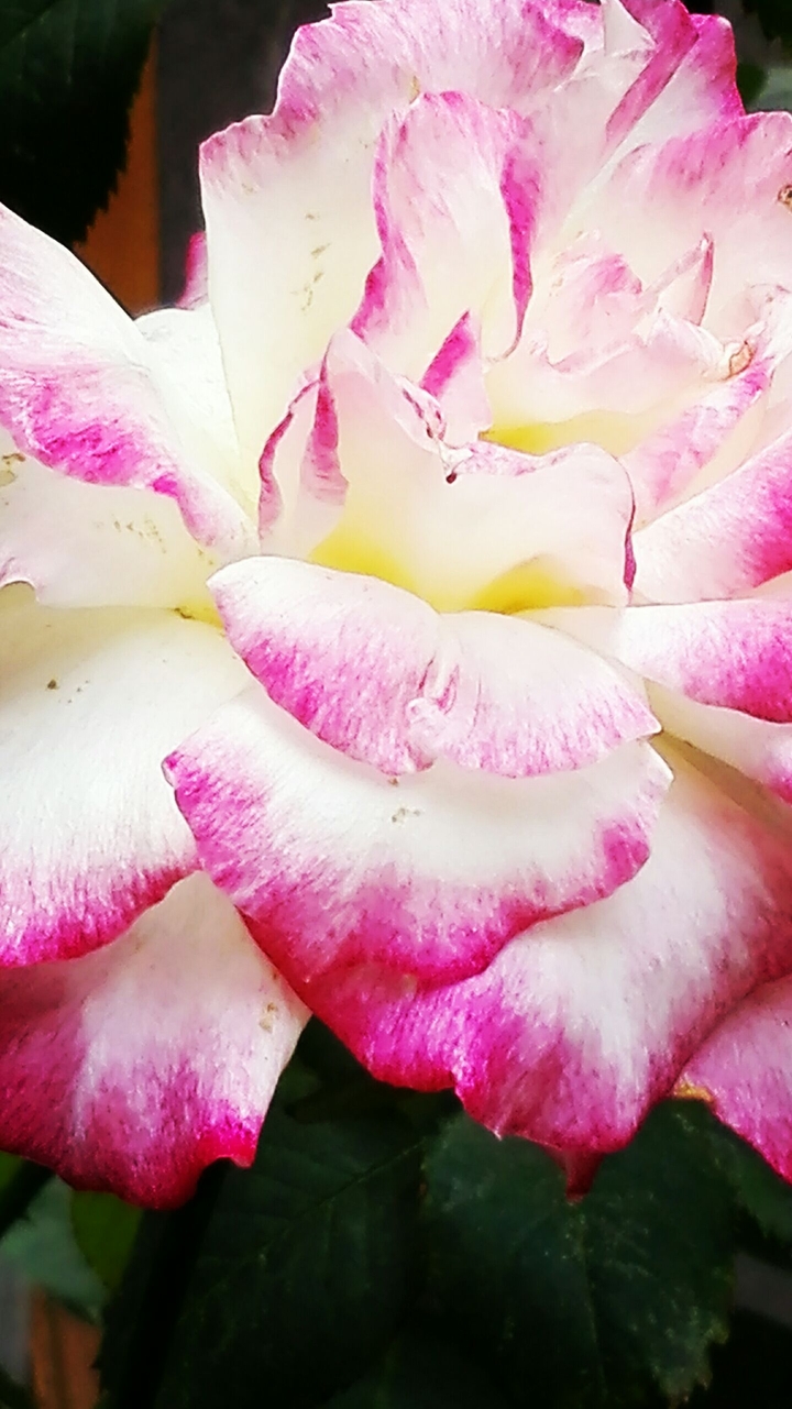 Flower <3