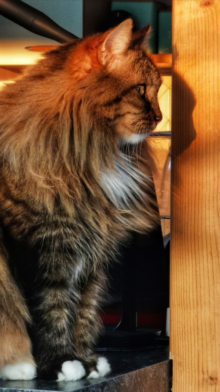 Sîtâ my cat