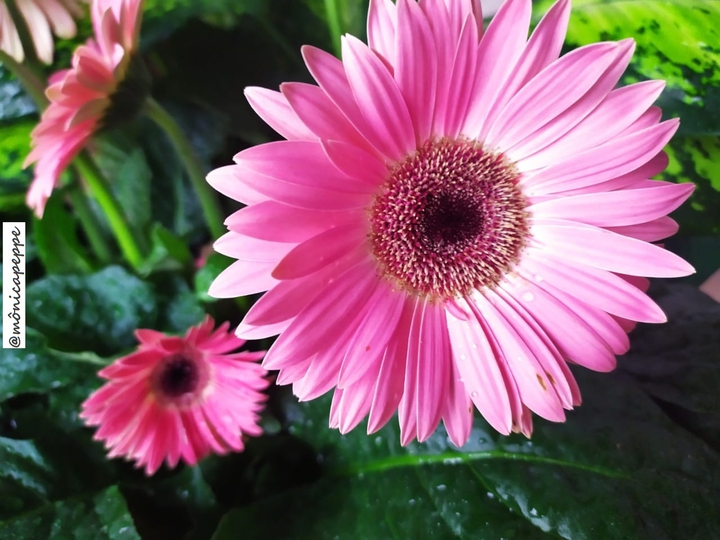 Flores