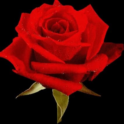 red rose