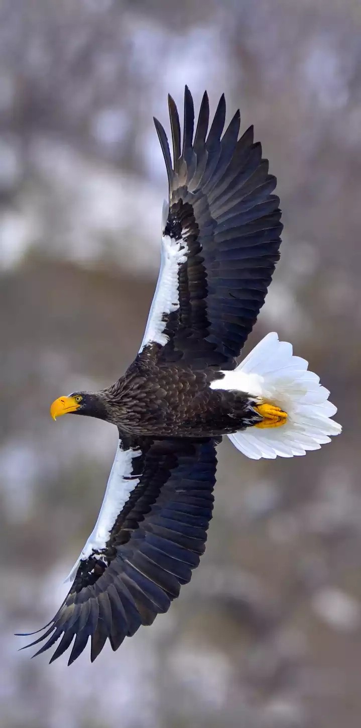 Eagle