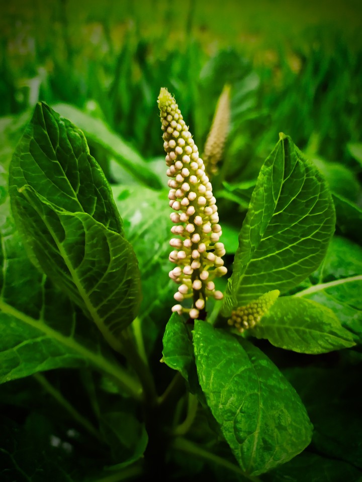 plant