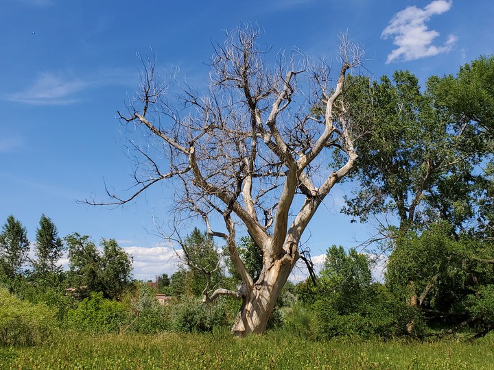 spooky tree