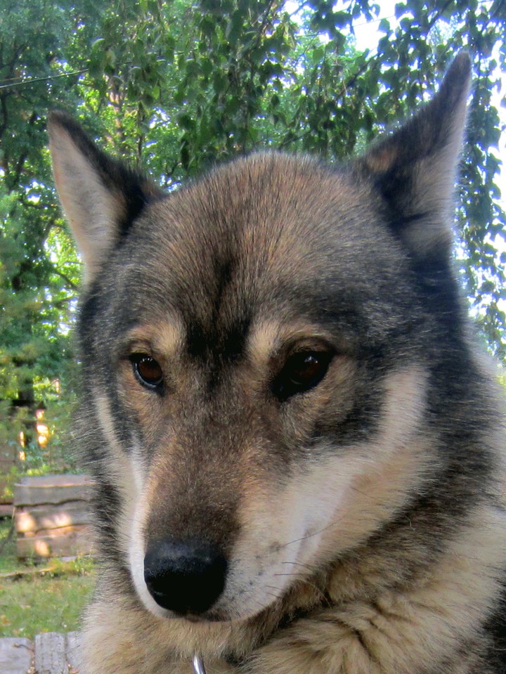 Dog Hasky