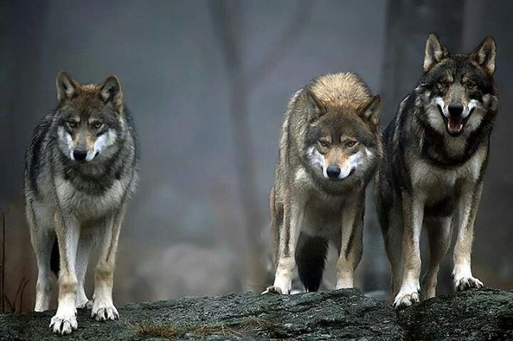 Wolves