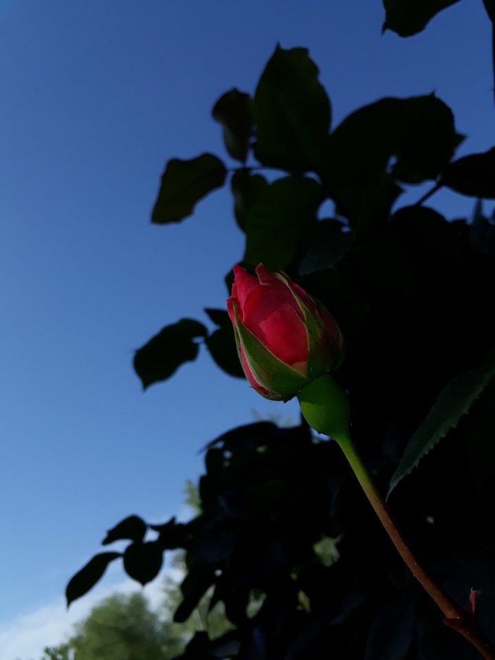 red rose
