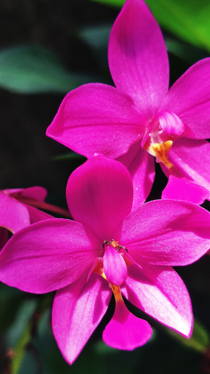 orchid
