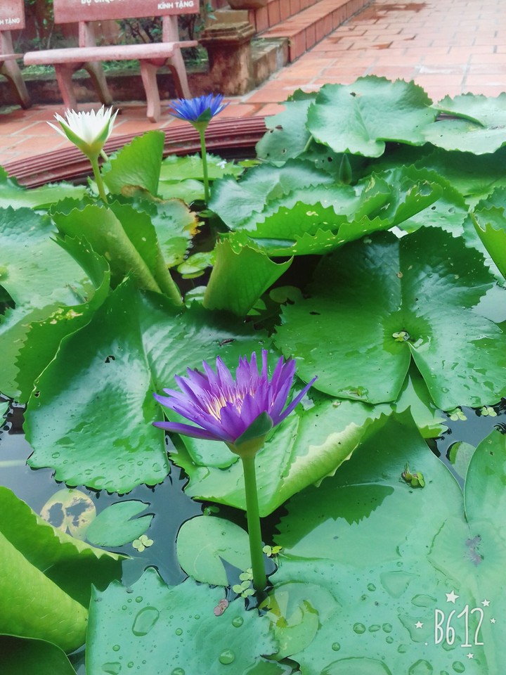 hoa cỏ