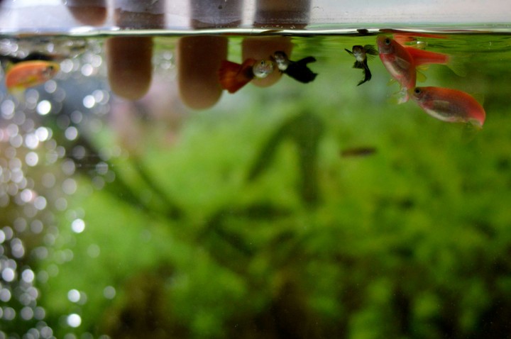 my guppies
