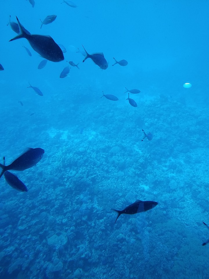 seabed from Egypt