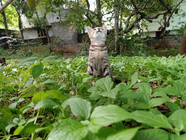 catty