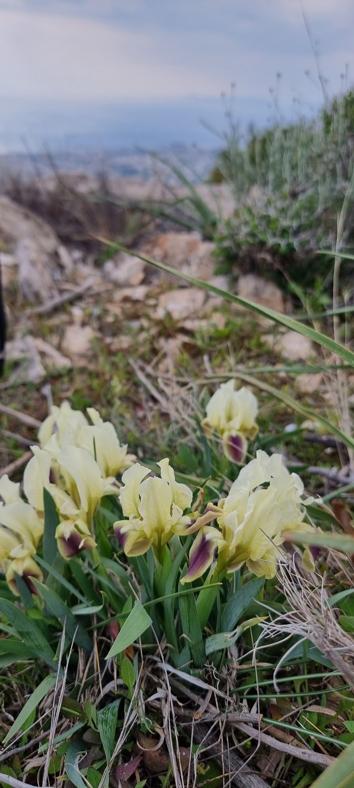 spring in mountains