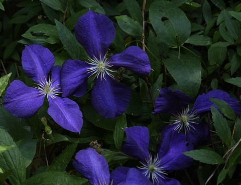 sfondi melastomes, lobelias