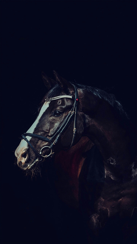 Caballo
