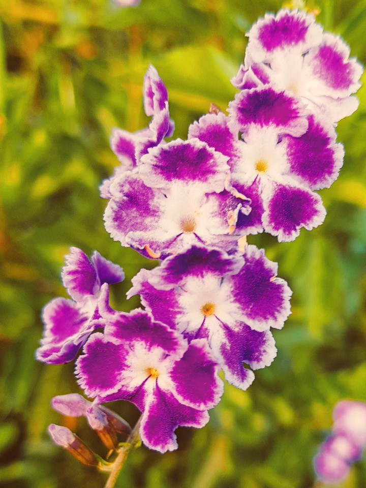 Wild Pink Flower