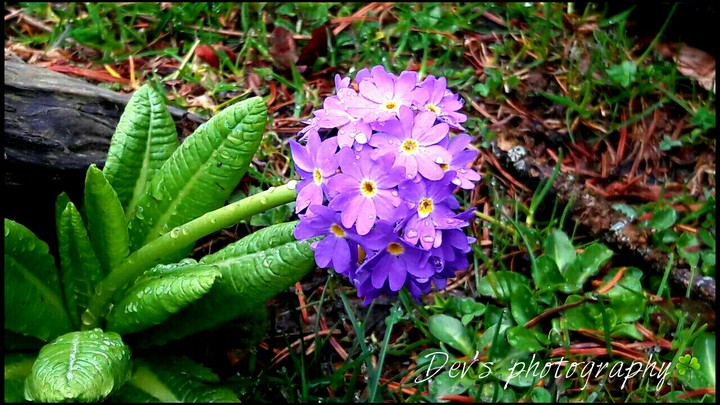 A unknown hilly flower