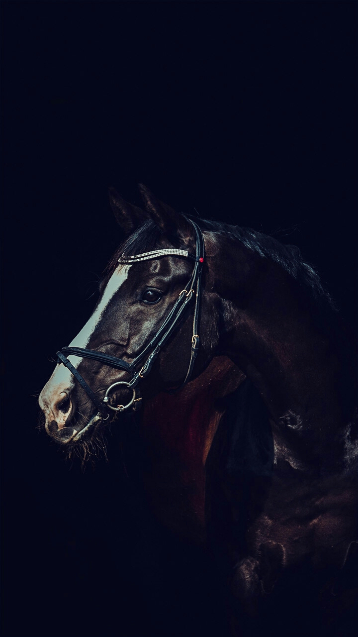 Caballo