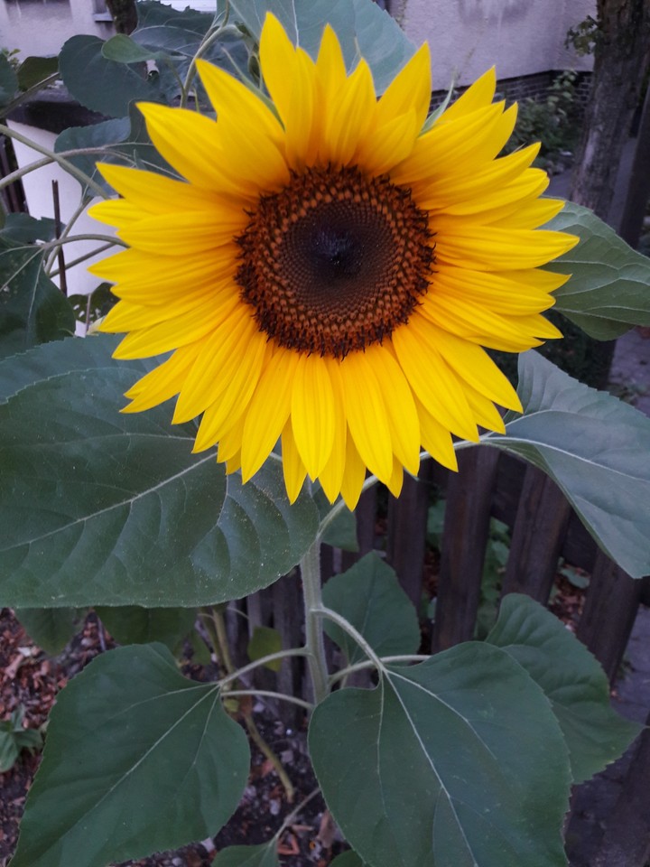 Sunflower