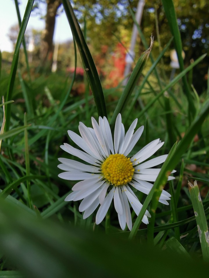 daisy
