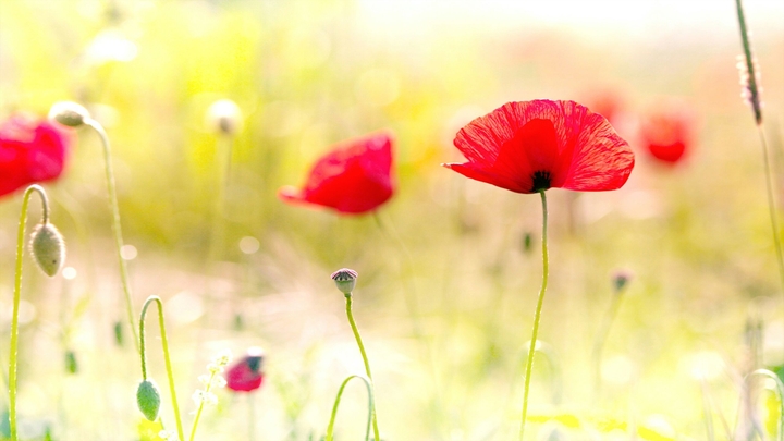 red flowers