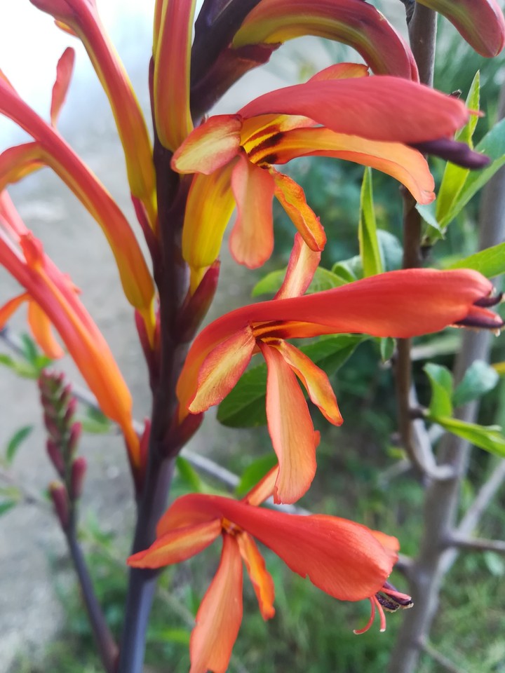 flower