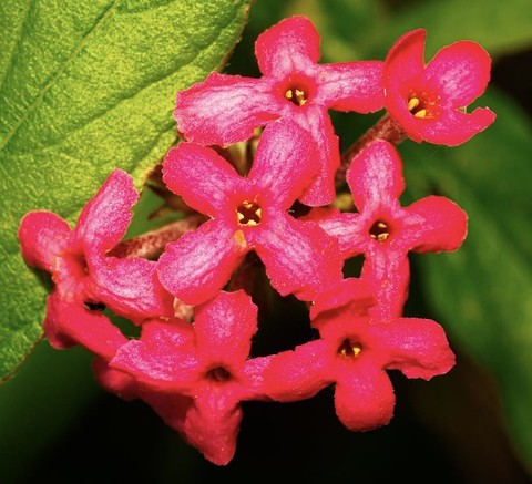 flower, botany duvar kağıtları
