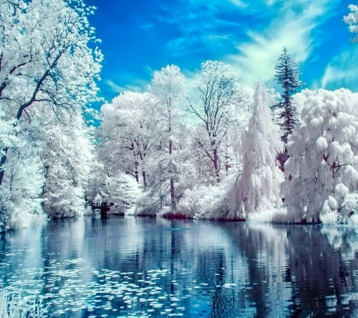 the wintery woods