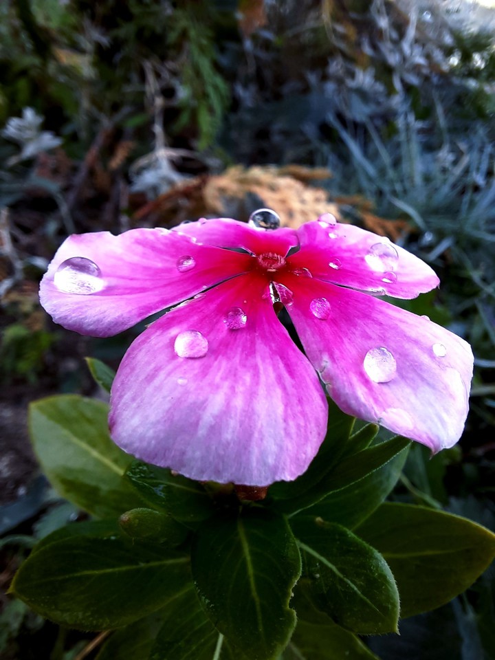 Flowers after Rain