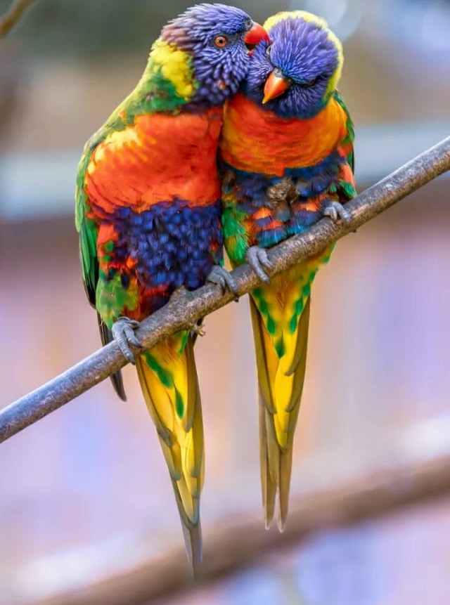 cute birds