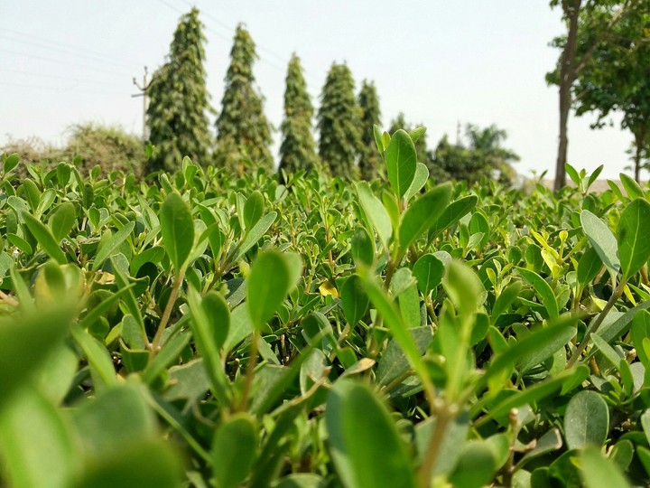 greenery