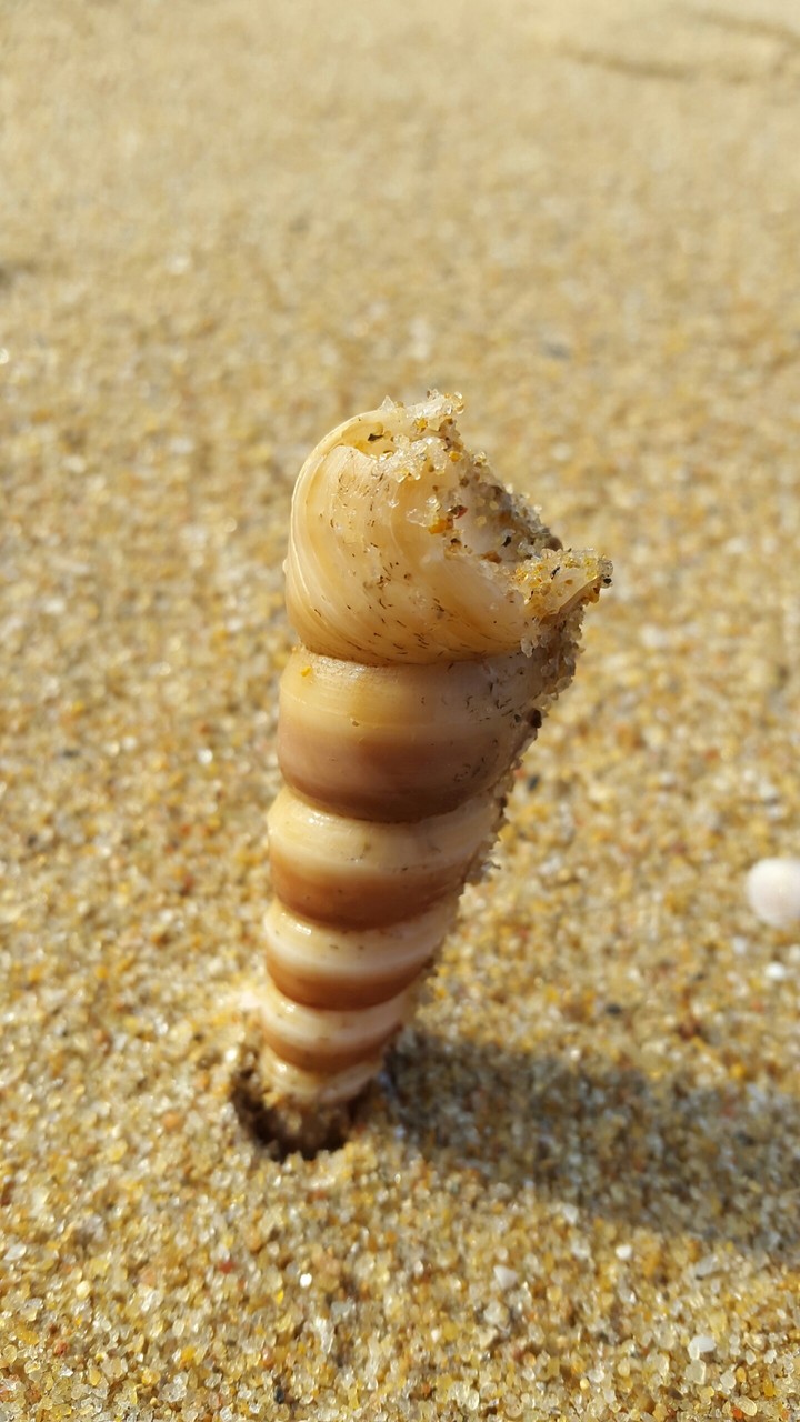 sangu