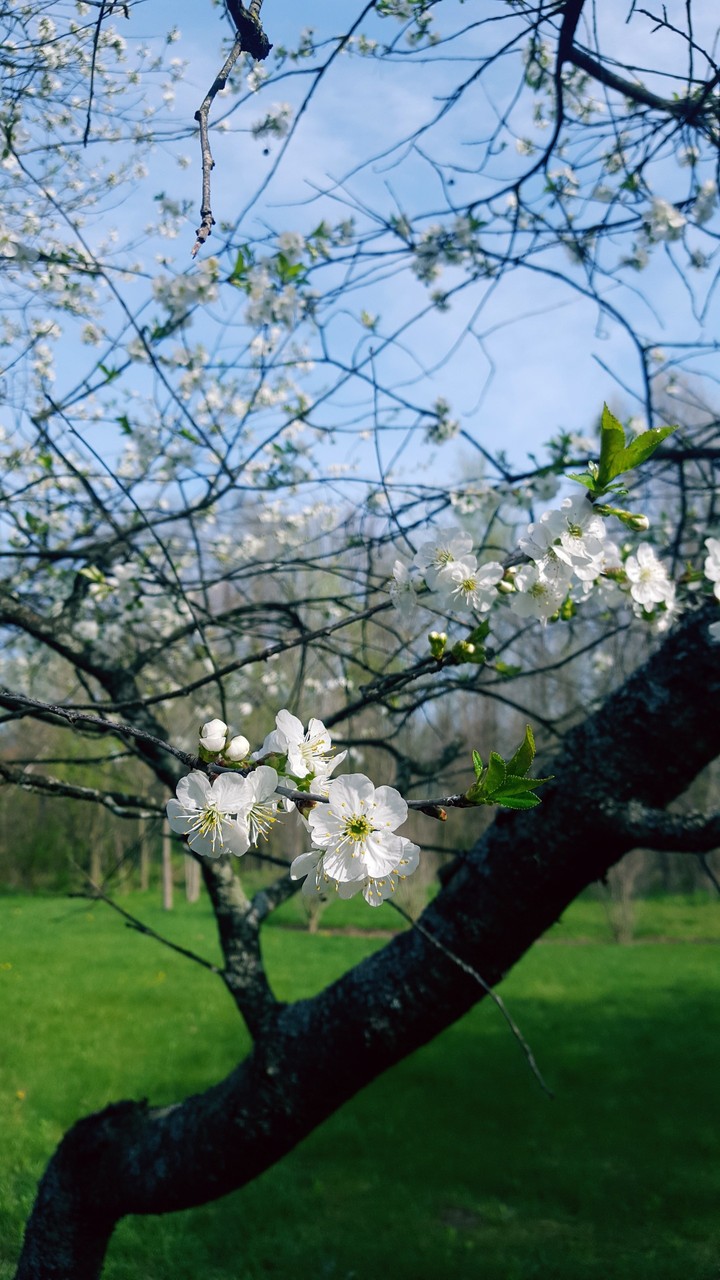Spring 