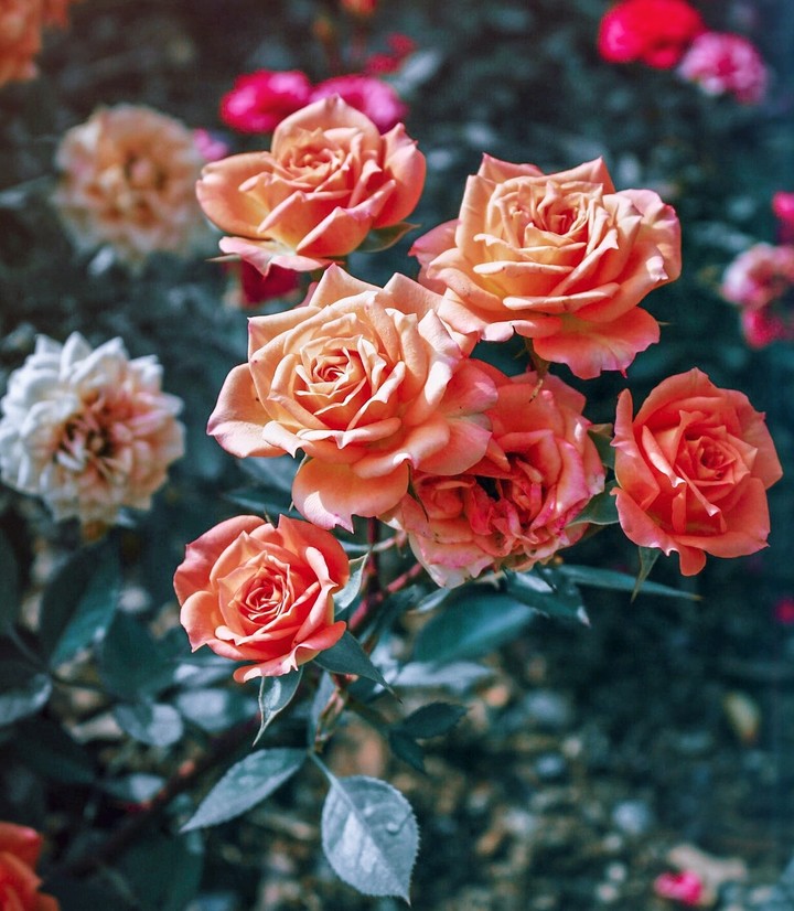 rose