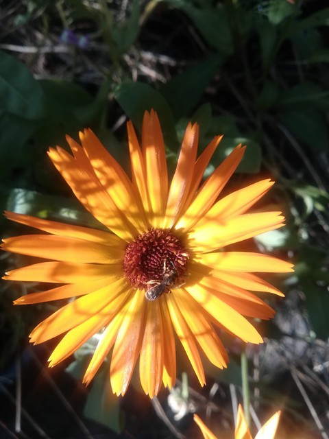wallpaper plant, flower