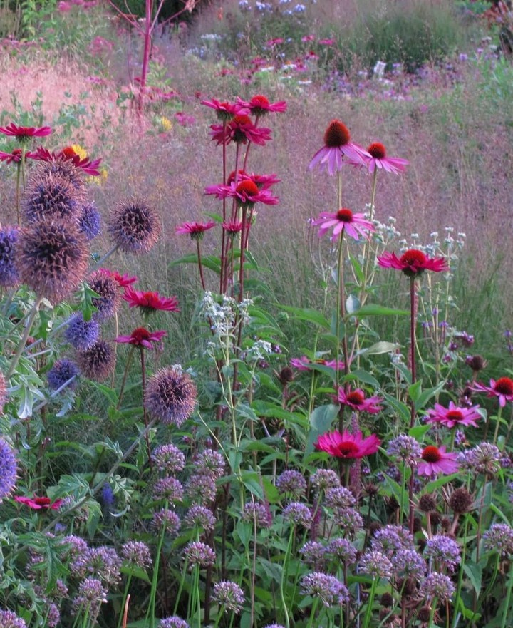 in the meadow...