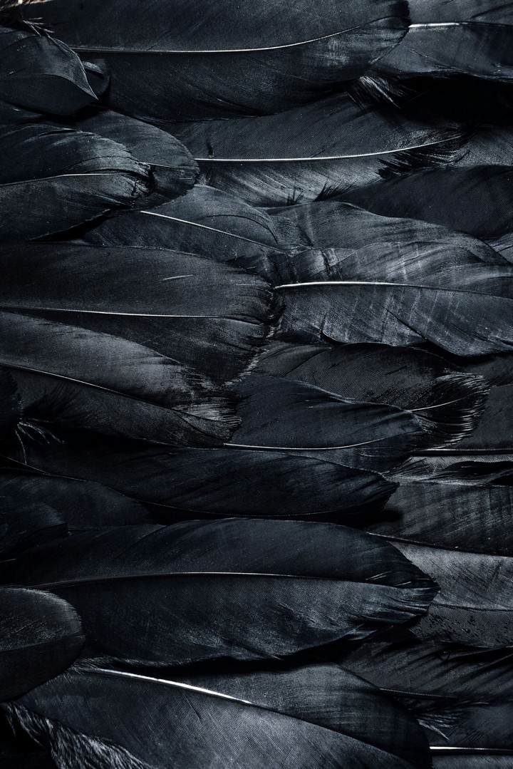 Black feathers